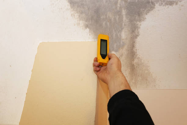 Best Crawl Space Mold Remediation  in Seeley Lake, MT