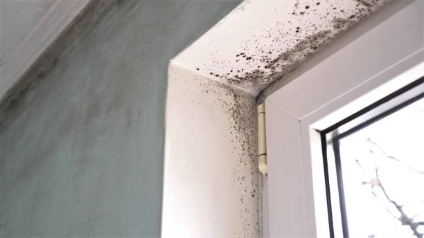 Best Asbestos and Lead Testing During Mold Inspection  in Seeley Lake, MT
