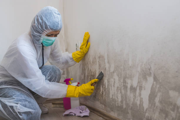 Best HVAC Mold Inspection and Cleaning  in Seeley Lake, MT