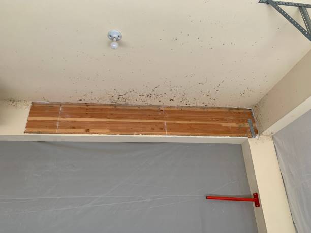 Best Mold Remediation for Healthcare Facilities  in Seeley Lake, MT