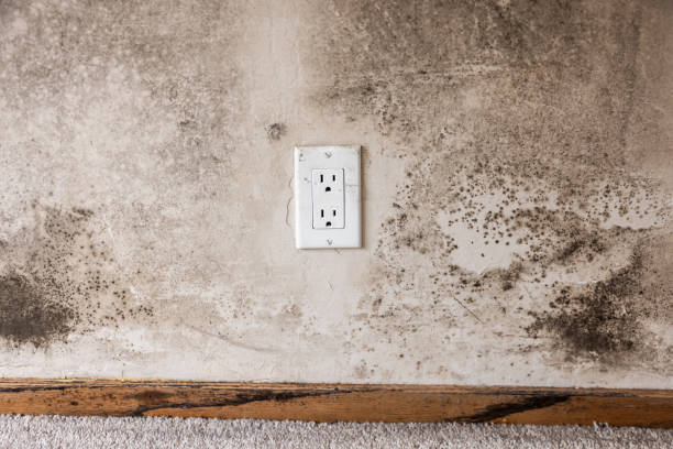 Best Mold Prevention Services  in Seeley Lake, MT