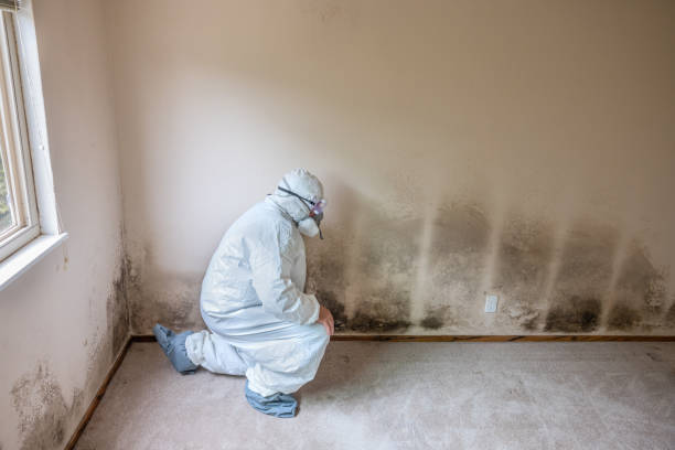 Best Environmental Consulting for Mold Prevention  in Seeley Lake, MT