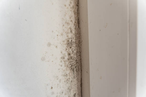 Best Post-Remediation Verification Testing  in Seeley Lake, MT